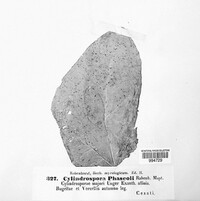 Cylindrosporium phaseoli image